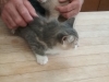 Kittens seeking adoption